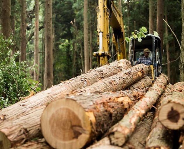 The CCA-treated timber waste is equivalent to about 175,000 10m-high pine trees going to waste...