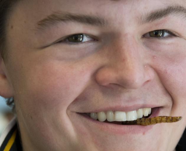 Chomping down on a mealworm at the Agribusiness alternative protein seminar yesterday is Tom...