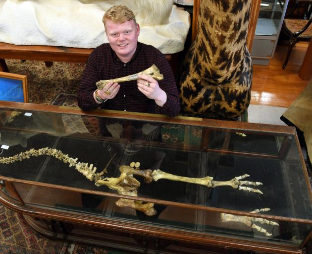Proctor Auctions salesman Jordan Proctor holds the thigh bone of a moa skeleton due to be...