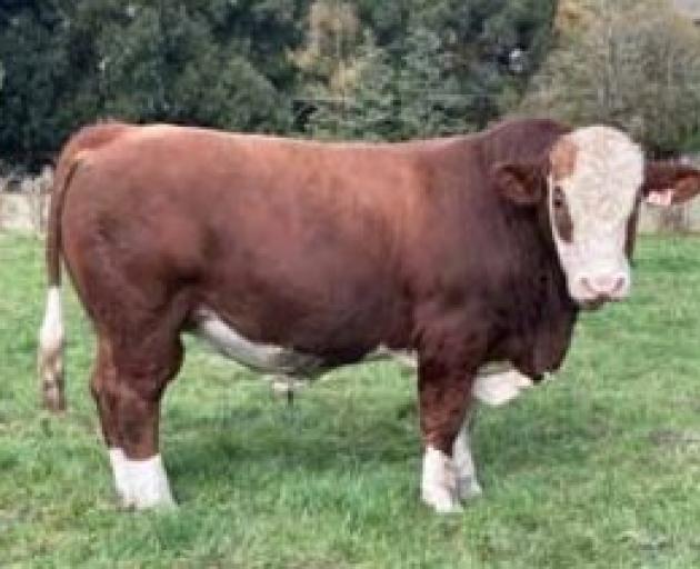 Lone Pine Simmental Stud bull Lone Pine H70 sold for $21,000 at Raes Junction last week. PHOTO:...