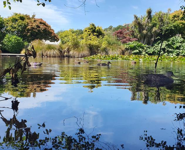 Ducks make use of the shade in the lake at the Oamaru Public Gardens on January 12. Photo: Seth...