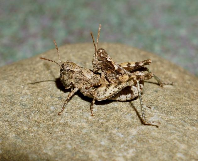Two Otago lowland grasshoppers mate in the wild. A recent study by Massey University scientists...