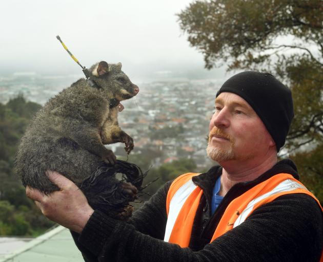 Andy Kinley prepares to release a sedated possum in St Clair after fitting it with a GPS tracking...