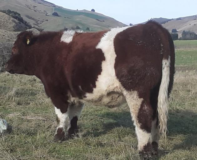 Owaka farmer Barry Gray’s 21-month-old Maine Anjou steer from the 2020 season.PHOTO: BARRY GRAY