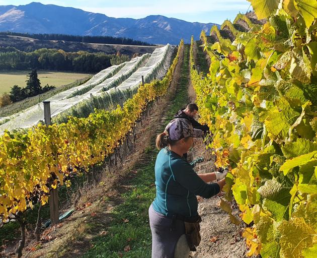 A high-yielding grape harvest bodes well for wine production over the coming year, the regional...