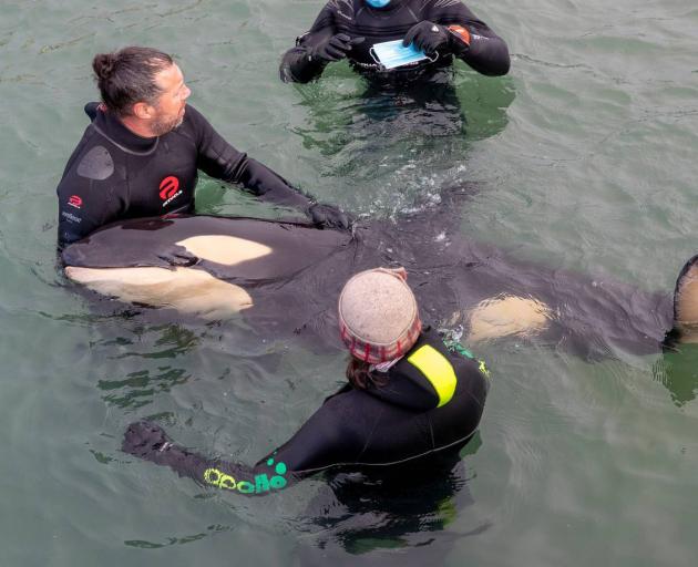 Justin Stretch cradles orca pup Toa at the Plimmerton boat ramp in Porirua last week. Photo: Mark...