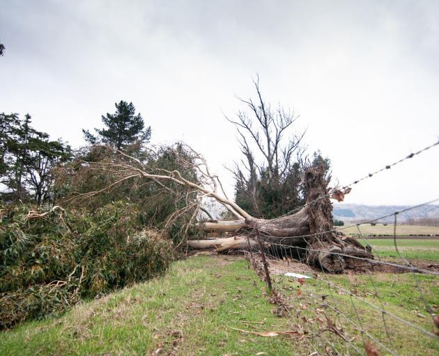 High winds caused trees to fall and block roads throughout Central Otago yesterday. PHOTO:...