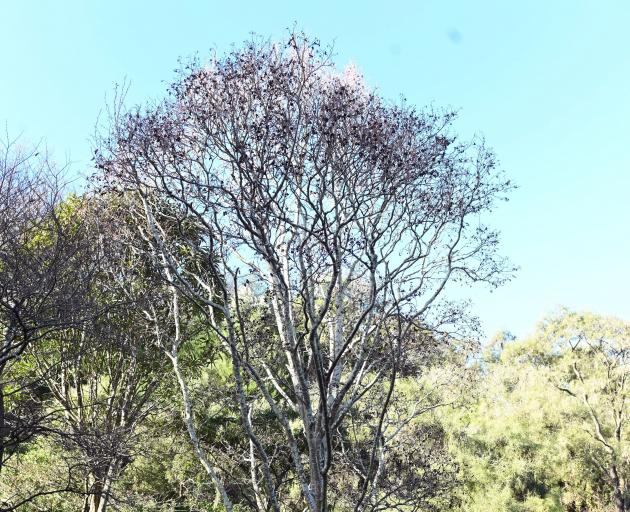 Alnus incana. Photo: Linda Robertson