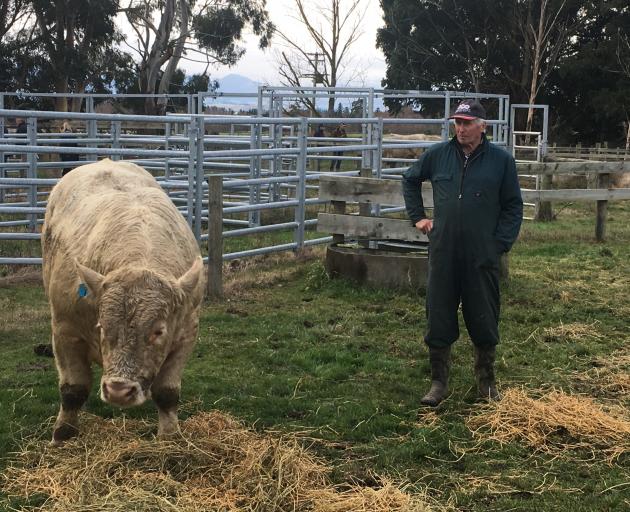 Alistair Holland checks up on a Charolais bull ahead of the Hemingford Charolais on-farm bull...