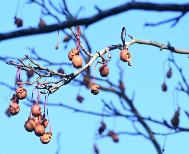 Davidia involucrata. PHOTO: LINDA ROBERTSON