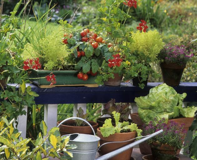 It’s easy to get started growing vegetables, by planting into pots, or creating raised beds....