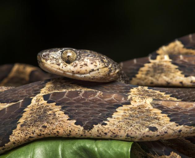 venomous snake found in rangiora supermarket banana box star news