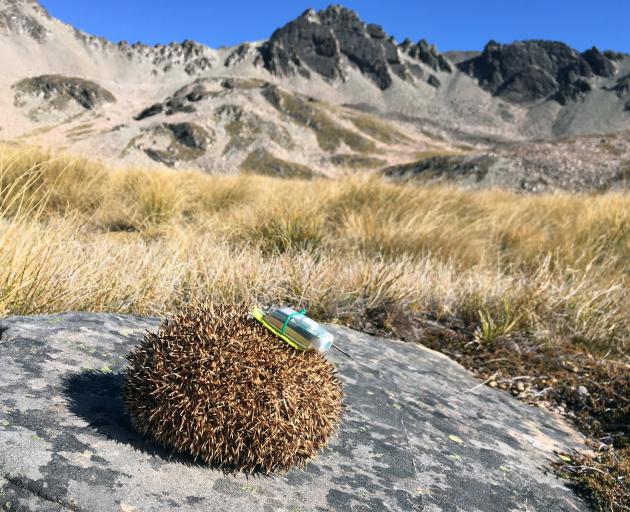 A hedgehog found hibernating in the Mackenzie Basin alpine zone in winter. PHOTOS: UNIVERSITY OF...