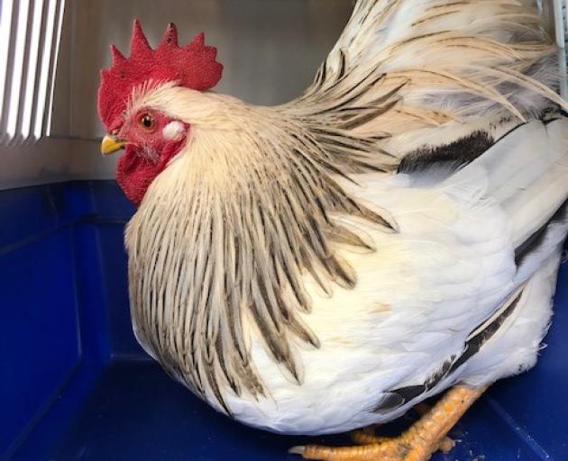 Tony the rooster. Photo: Supplied