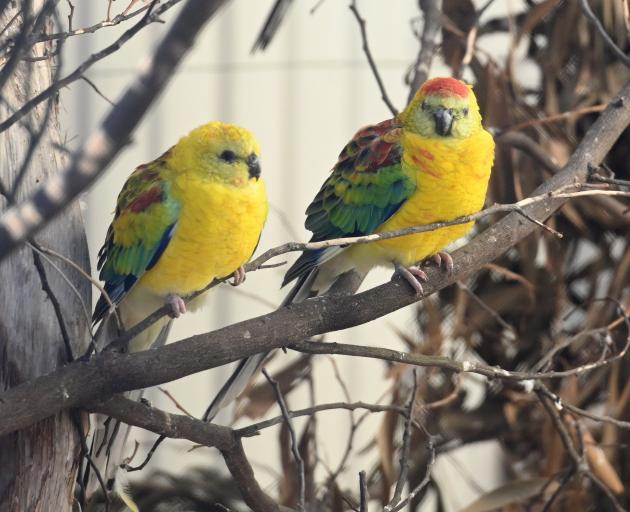 Red-rumped parrots can live from 15 to 32 years. PHOTO: LINDA ROBERTSON