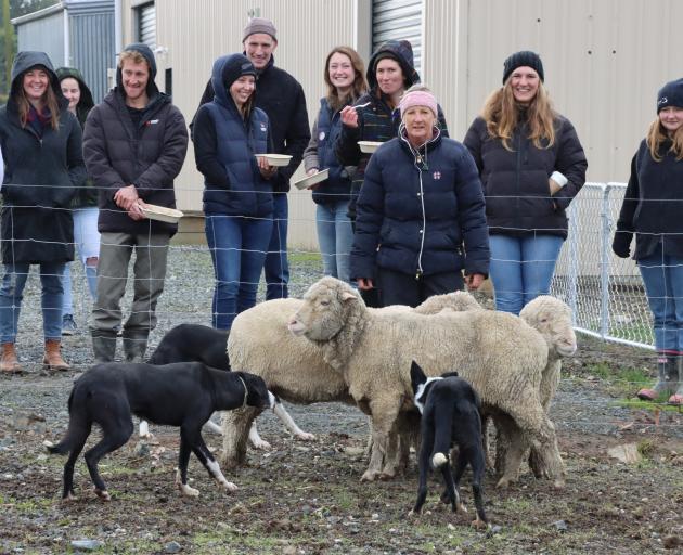 Waikaka farmer Pip Wilson demonstrates how to work sheep with her dogs at a Feel Good Field Day...