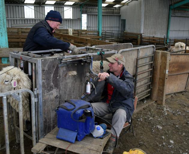 Rimu Downs Scanning scanner Karl Burgess (right) scans a ewe as assistant Martin Ford 
...