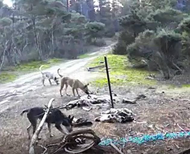 Feral dogs captured on a trail camera. Photo: Anne-Marie Nilsson