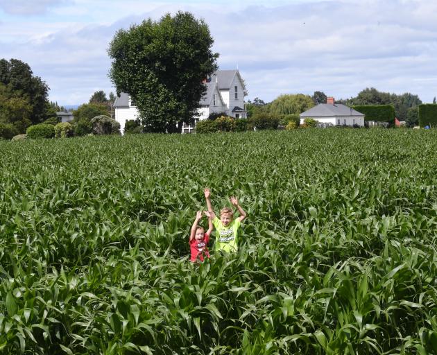 A former Outram market garden is now a field of maize grown for stock silage.PHOTO: STEPHEN...