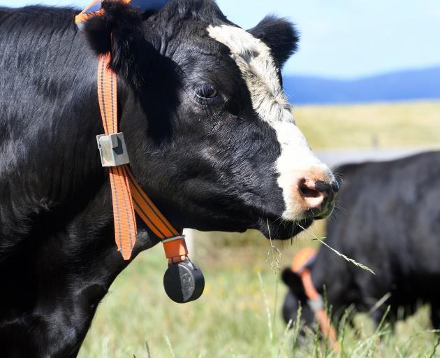 Cattle wear virtual fencing GPS collars as part of an AgResearch trial on Waipori Station in 2019...
