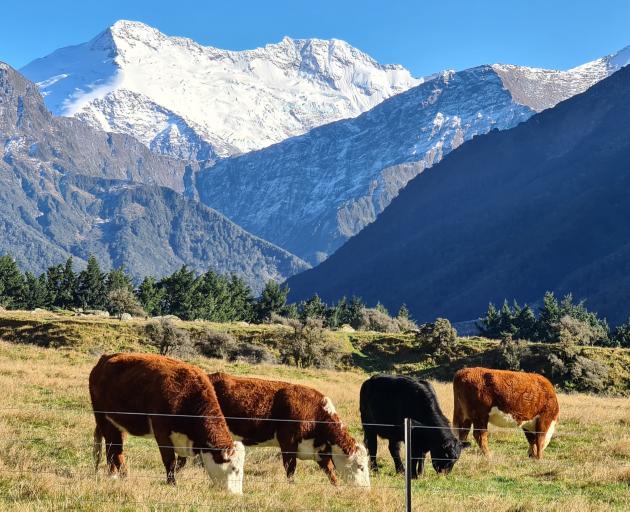 Beef cattle graze at Rob Roy Downs next to Big Creek on Mt Aspiring Station, near Wanaka. PHOTO: CHRIS ARBUCKLE