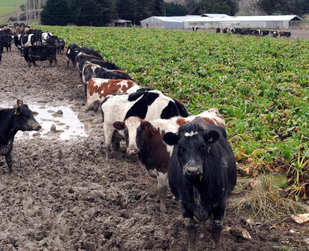Cows in a wet paddock near Balclutha in 2014. PHOTO: CRAIG BAXTER