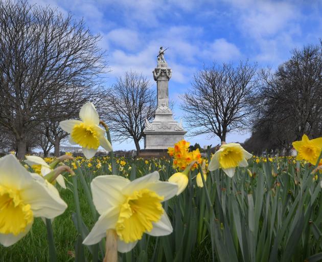 Daffodils are popping up everywhere, including beneath the Boer War Memorial at the Oval, in...