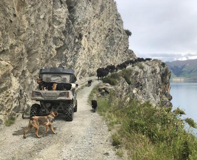 Beef cattle negotiate the Dingle Burn Bluff. PHOTO: SUPPLIED