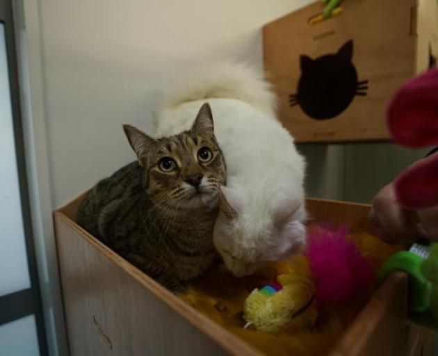 Pet Refuge is the first dedicated safe facility for animals in New Zealand Photo: Supplied