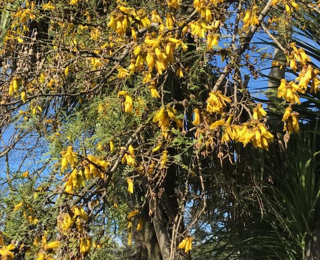 Kowhai flowers are full of nectar, which native birds love.