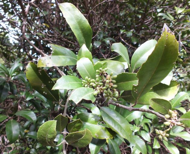 Aptly named pigeonwood (Hedycarya arborea) attracts kereru.
