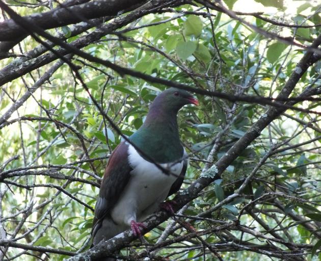 Kereru have adapted their diet to include introduced trees.  PHOTOS: GILLIAN VINE