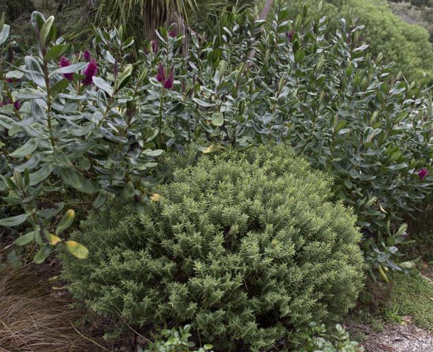 Good pruning of hebes (Veronica) can keep them in shape, otherwise they need to be removed before...