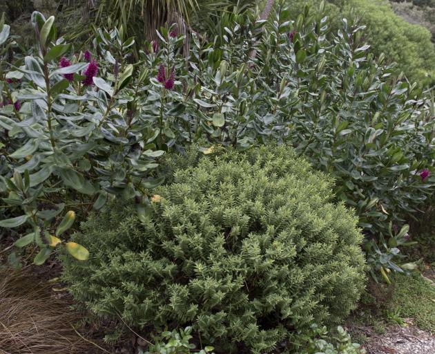 Good pruning of hebes (Veronica) can keep them in shape, otherwise they need to be removed before...