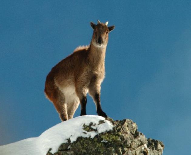 Himalayan tahr. Photo by Stephen Jaquiery.