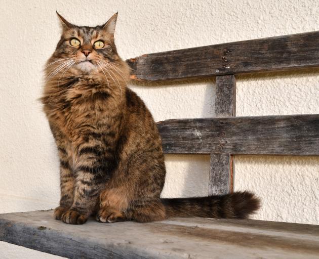 Farm cat Stella keeps David Rose company at his Southland home.