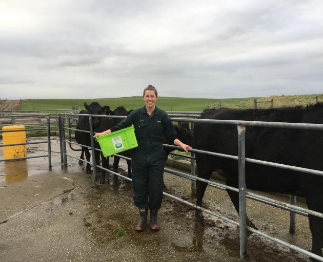 Laura Gardyne blood-tests cattle at Riversdale. . PHOTOS: VALU MAKA