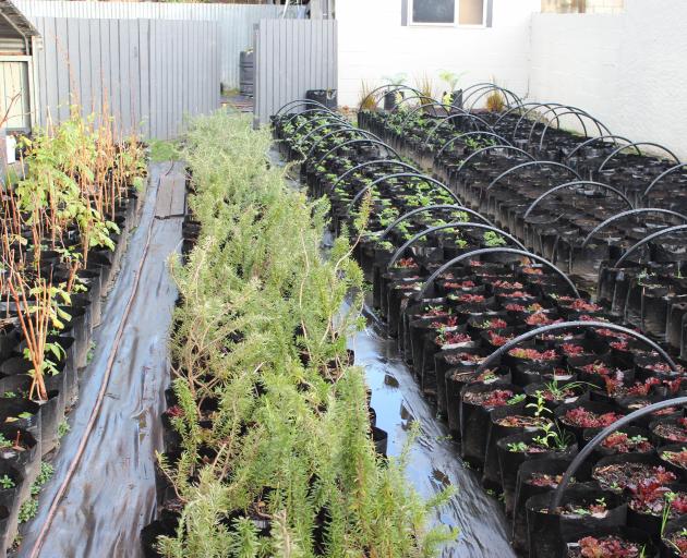 Rows and rows of plants in polythene bags are grown outside alongside the growing taking place inside the Invercargill property. Photo: Supplied