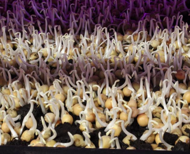 Sprouts grow inside the converted garage which has been modified with irrigation, shelving and lighting to become a nursery. Photo: Supplied