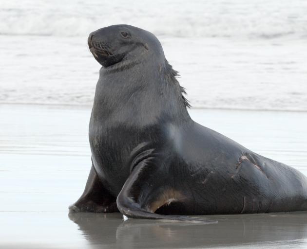 A male sea lion is recovering well after being attacked by a great white shark in waters off...