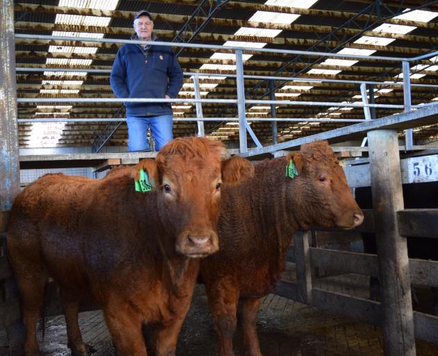  Doug Lindsay Memorial Trophy winner Evan Ferris, of Waikaia, admires a Limousin heifer (right)...