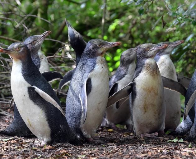 A waddle of yellow-eyed penguins, raised in rehabilitation at Penguin Rescue in North Otago last...