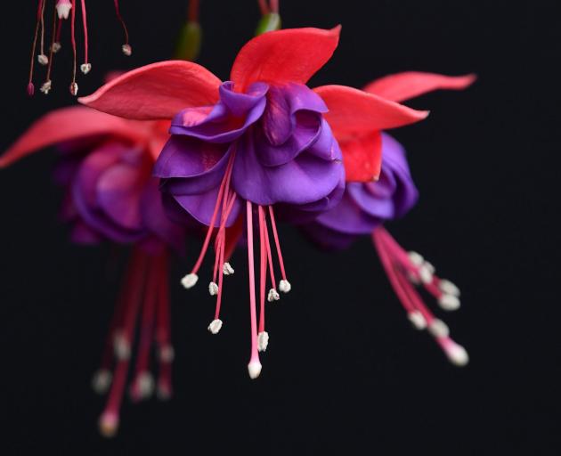 Detail of a fuchsia display at Chelsea.