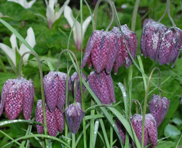 The pattern on snakeshead fritillaria blooms (F. meleagris) explains why it is sometimes called...