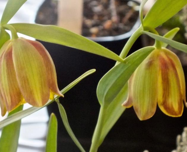 A prize-winning specimen of Fritillaria pontica, exhibited at a Dunedin Alpine Garden Group show.