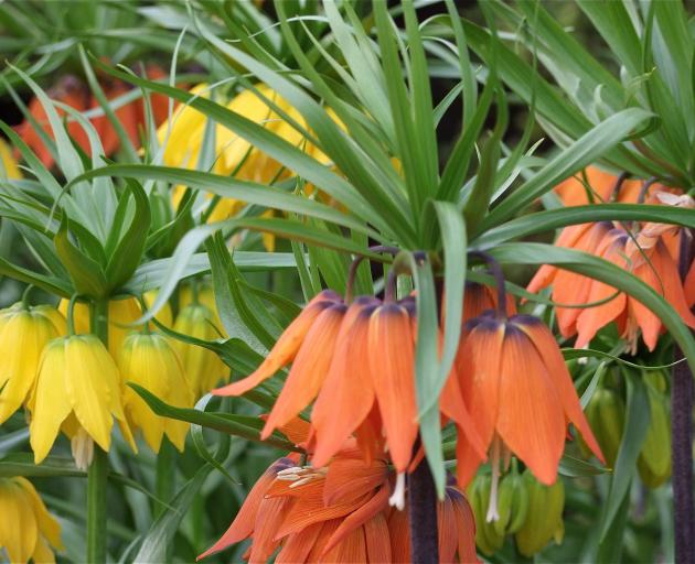 The largest of the fritillarias, crown imperials (F. imperialis) make a bold splash in spring....