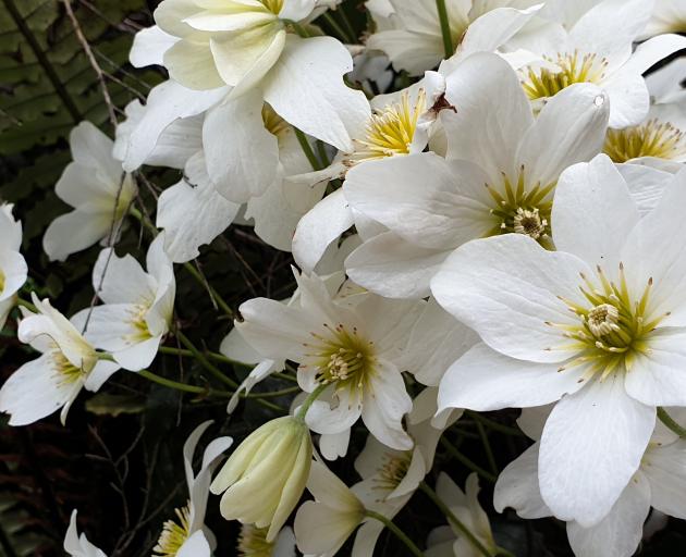 Native clematis, Clematis paniculata.