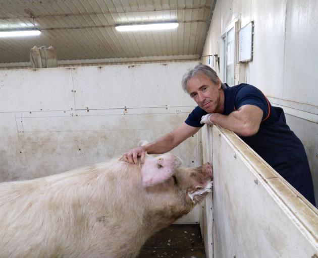 Kaiapoi vet Dr Bruce Welch recently received NZPork’s ‘‘outstanding achievement award’’. PHOTO:...