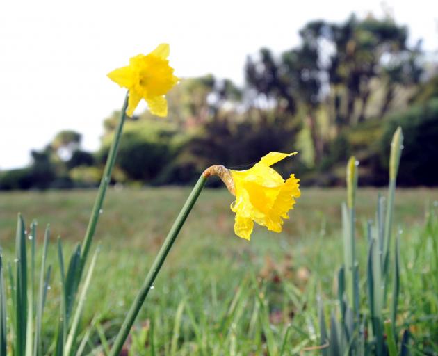 Looking for the joy in little things in life, such as daffodils  flowering, helps reset your GPSS...