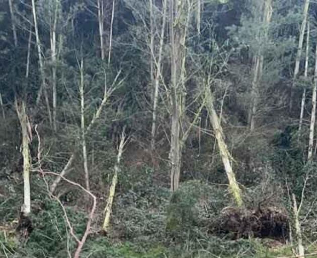 Some of the trees that toppled on Rebecca Miller's farm south of Ashburton. Photo: Supplied /...